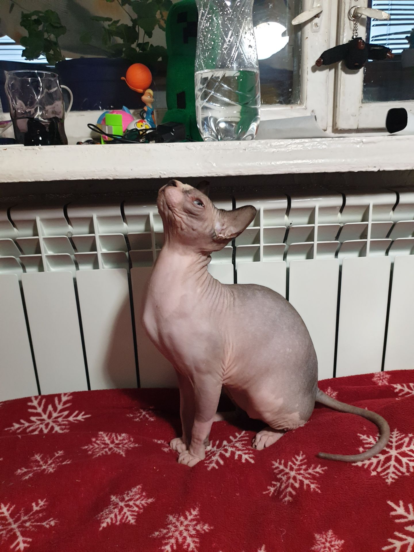 Канадський сфінкс хдопчик