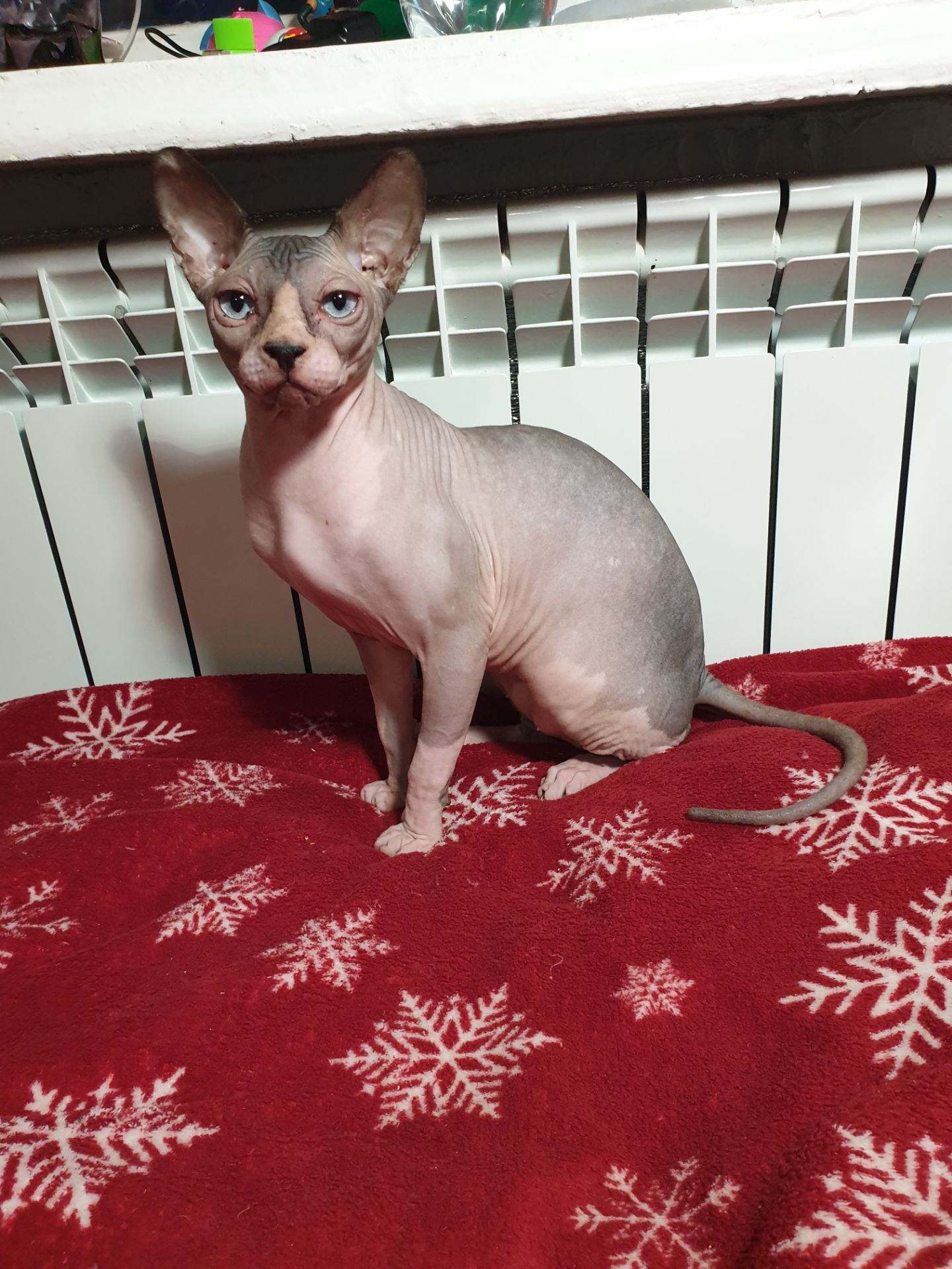 Канадський сфінкс хдопчик