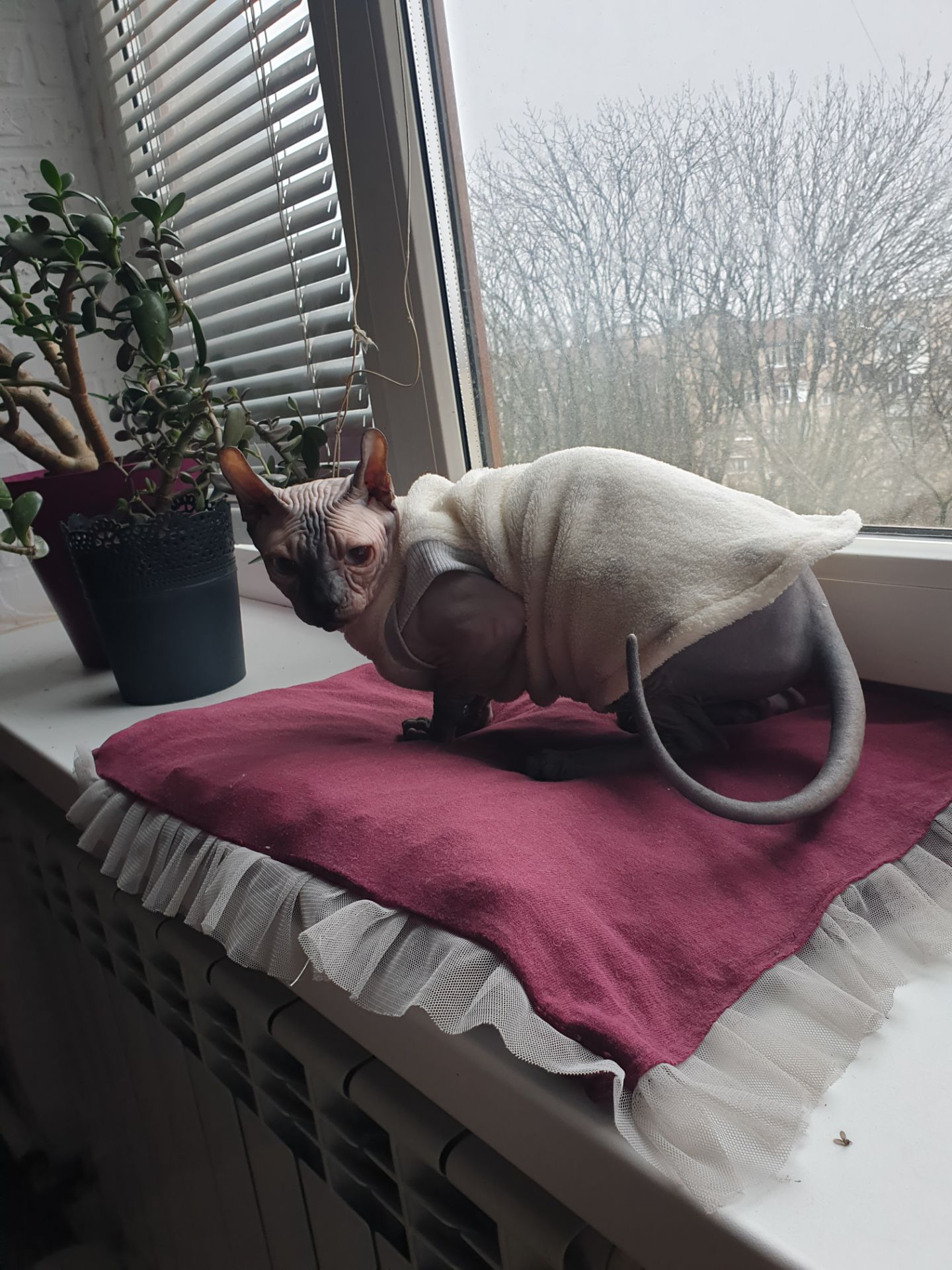 Канадський сфінкс дівчинка