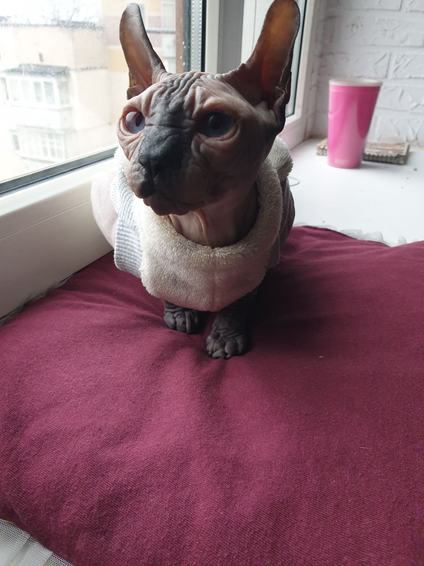 Канадський сфінкс дівчинка