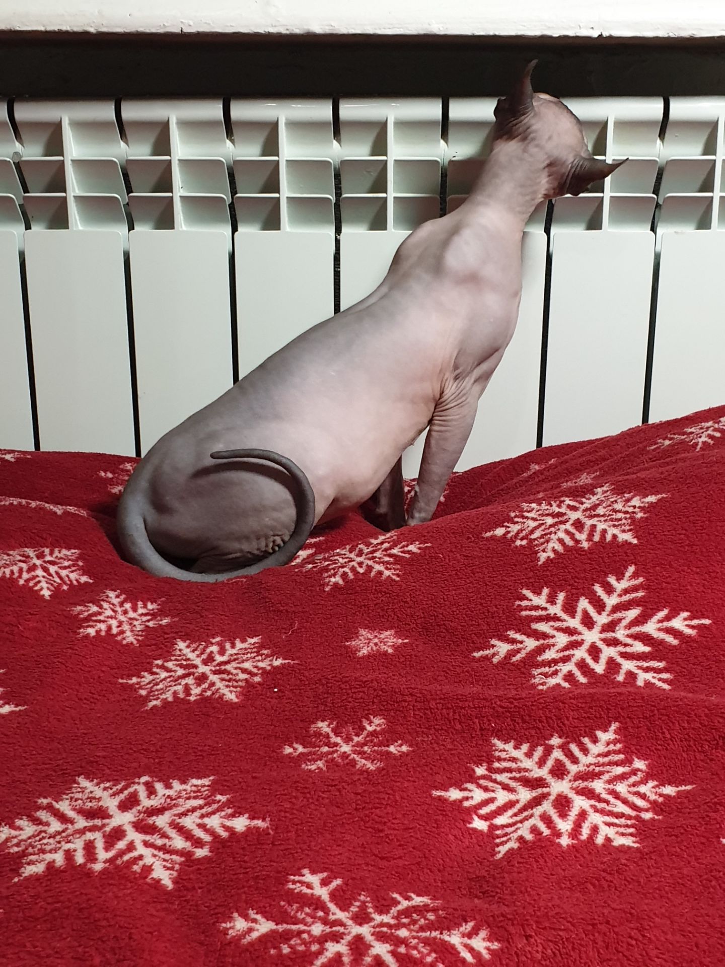 Канадський сфінкс дівчинка