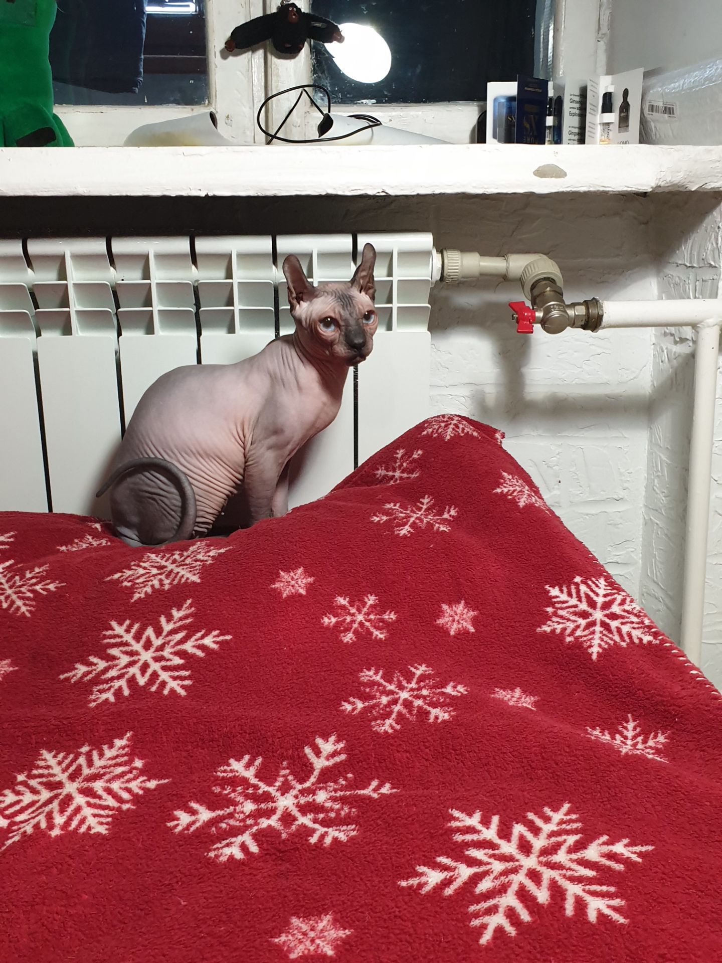 Канадський сфінкс дівчинка