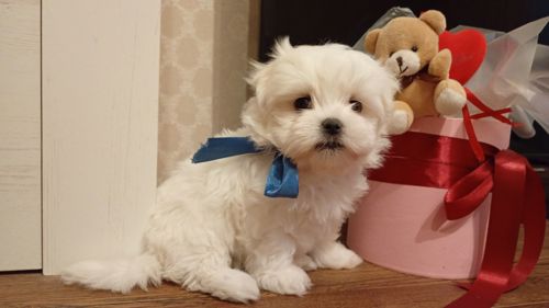 Мальтійська болонка цуценята