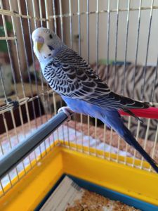 Молодой волнистый попугайчик, мальчик