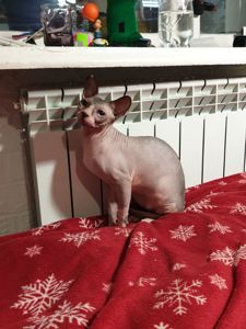 Канадський сфінкс хдопчик