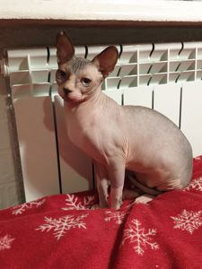 Канадський сфінкс хдопчик