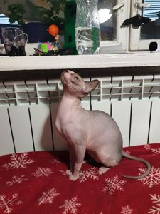 Канадський сфінкс хдопчик