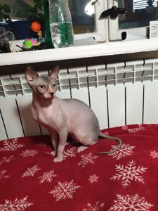 Канадський сфінкс хдопчик