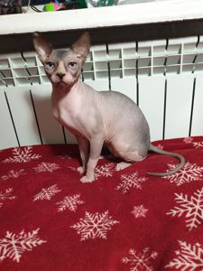 Канадський сфінкс хдопчик