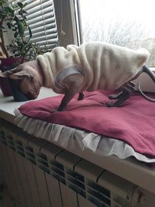 Канадський сфінкс дівчинка