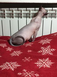 Канадський сфінкс дівчинка