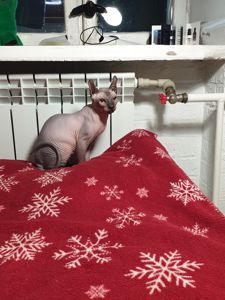 Канадський сфінкс дівчинка