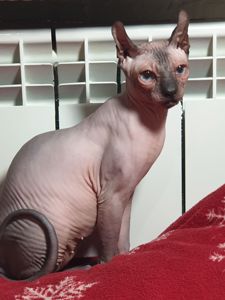 Канадський сфінкс дівчинка