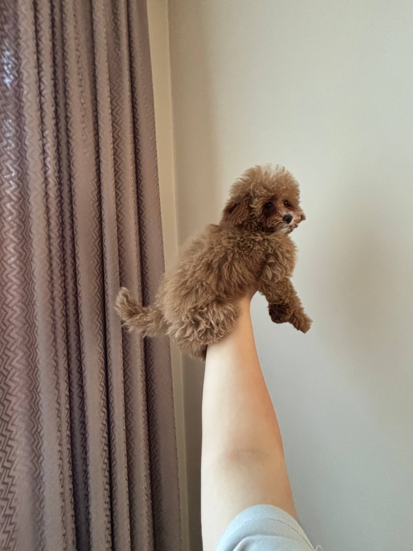 Ексклюзивні Дівчатка Той Пудель Тікап