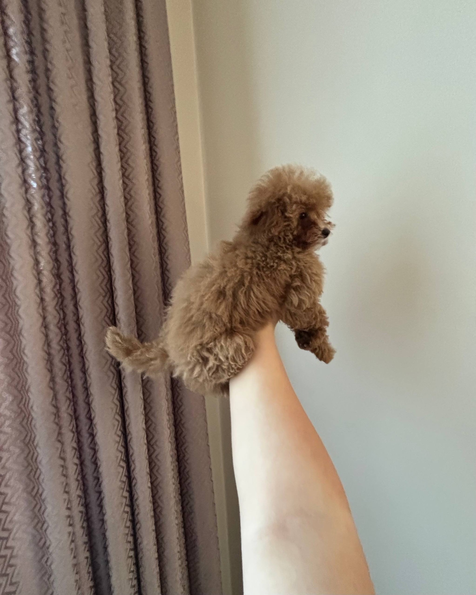 Ексклюзивні Дівчатка Той Пудель Тікап