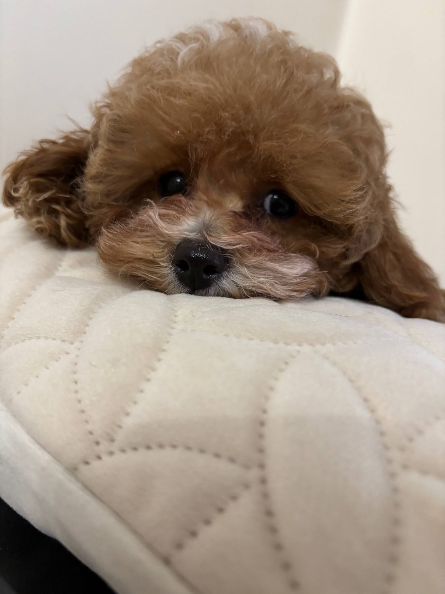 Ексклюзивні Дівчатка Той Пудель Тікап