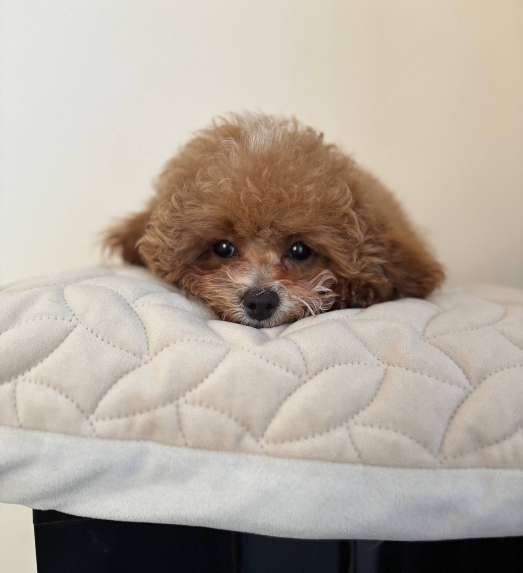 Ексклюзивні Дівчатка Той Пудель Тікап