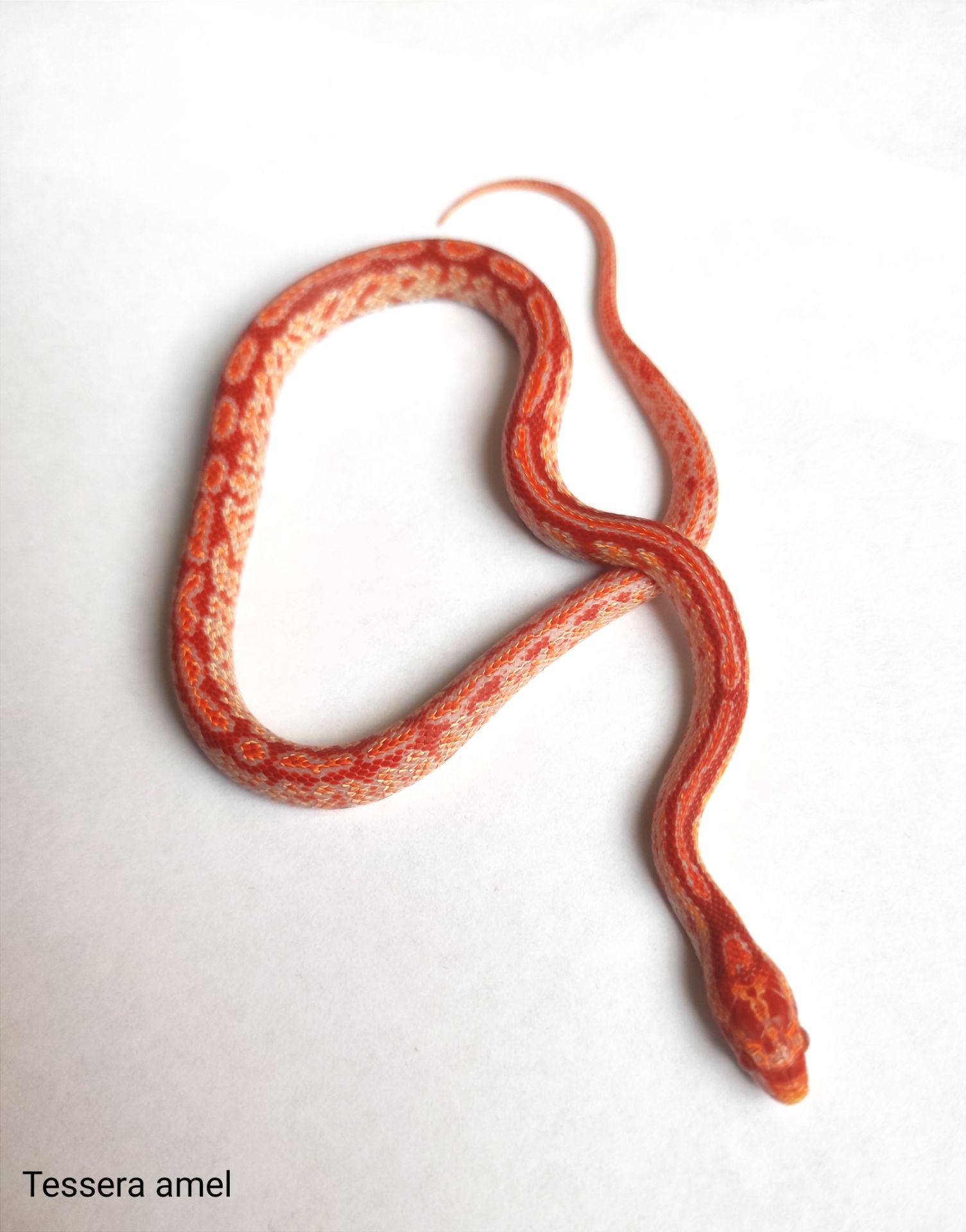 Маїсовий полоз/ маисовый полоз