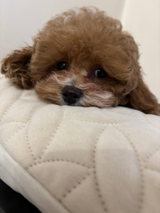 Ексклюзивні Дівчатка Той Пудель Тікап