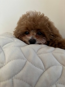 Ексклюзивні Дівчатка Той Пудель Тікап