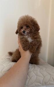 Ексклюзивні Дівчатка Той Пудель Тікап