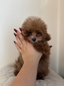 Ексклюзивні Дівчатка Той Пудель Тікап