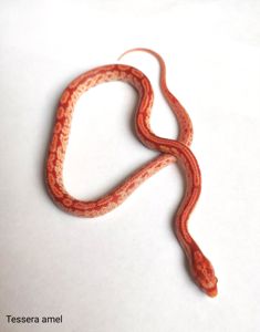 Маїсовий полоз/ маисовый полоз