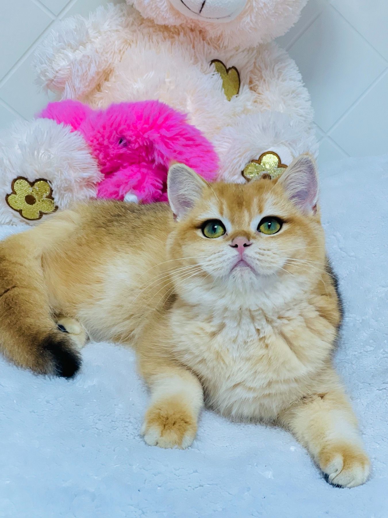 Британська золота шиншилла