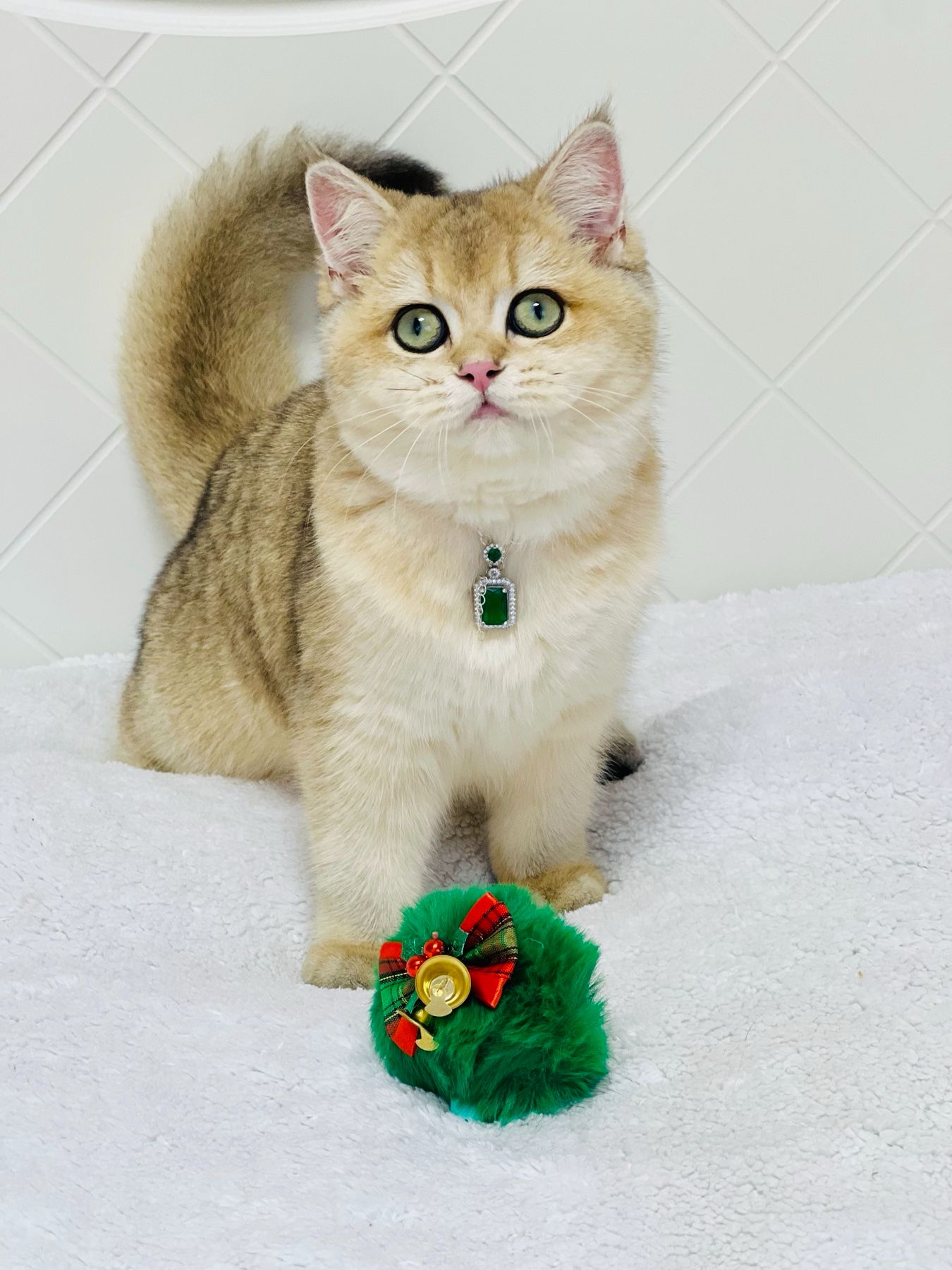 Британська золота шиншилла