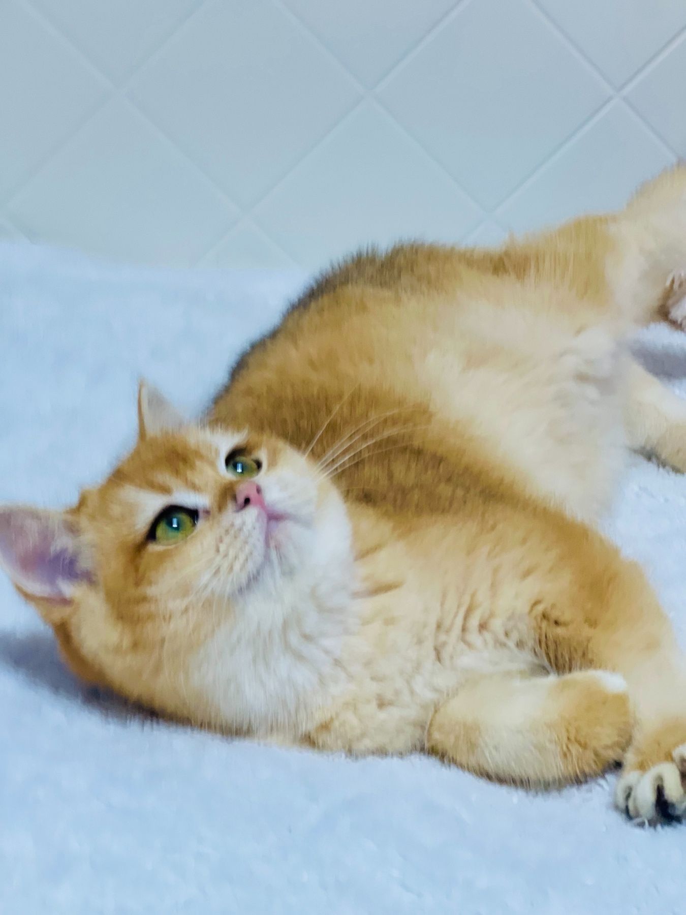 Британська золота шиншилла