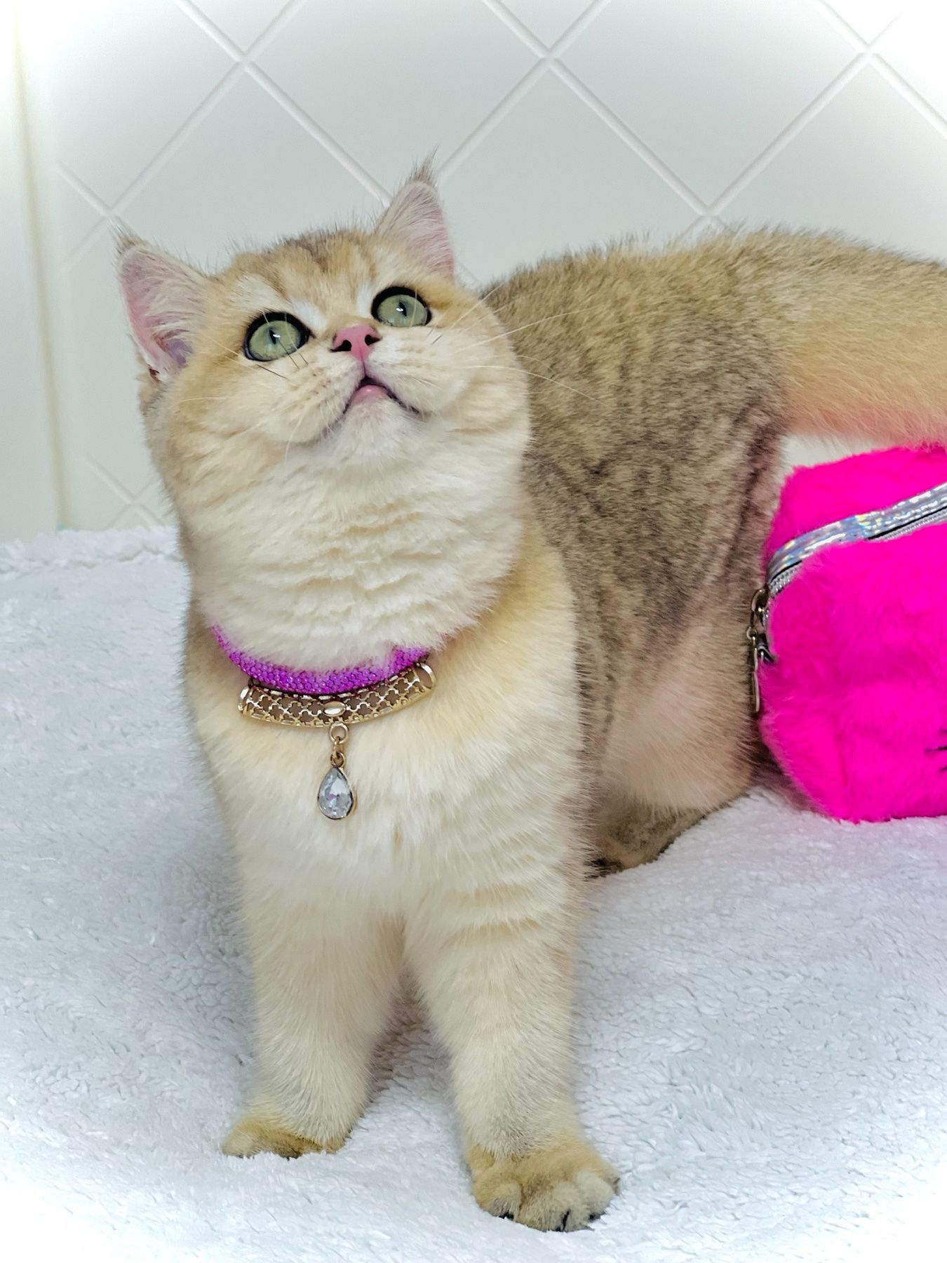 Британська золота шиншилла