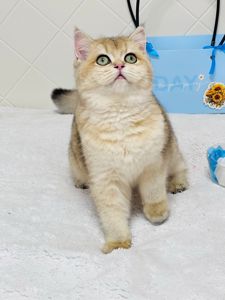 Британська золота шиншилла