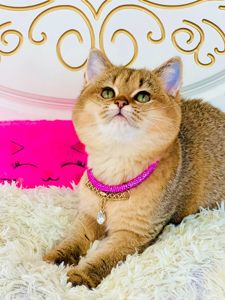 Британська золота шиншилла