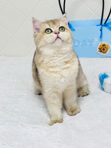 Британська золота шиншилла