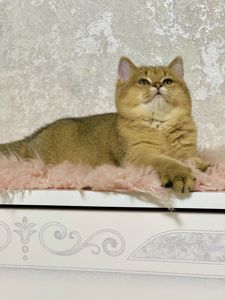 Британська золота шиншилла