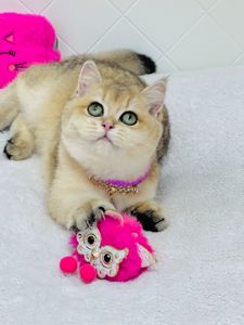 Британська золота шиншилла