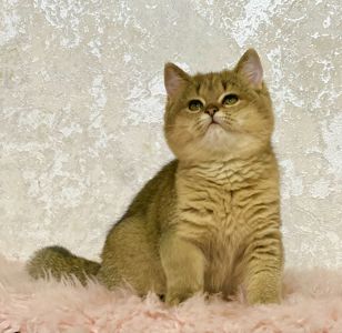 Британська золота шиншилла