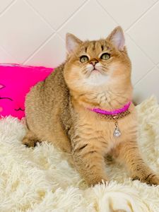 Британська золота шиншилла