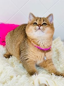 Британська золота шиншилла