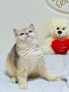 Британська золота шиншилла