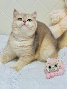 Британська золота шиншилла