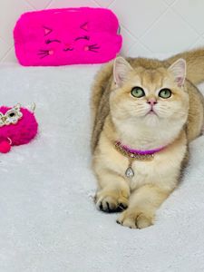 Британська золота шиншилла