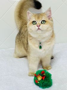 Британська золота шиншилла