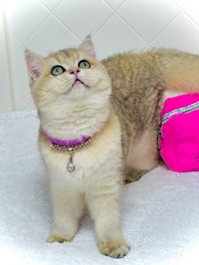 Британська золота шиншилла