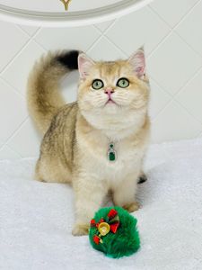 Британська золота шиншилла