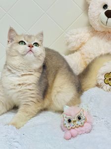 Британська золота шиншилла