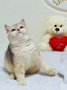 Британська золота шиншилла