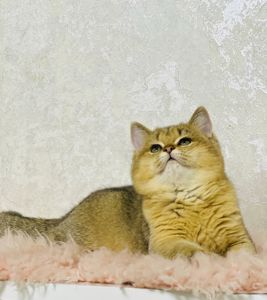 Британська золота шиншилла