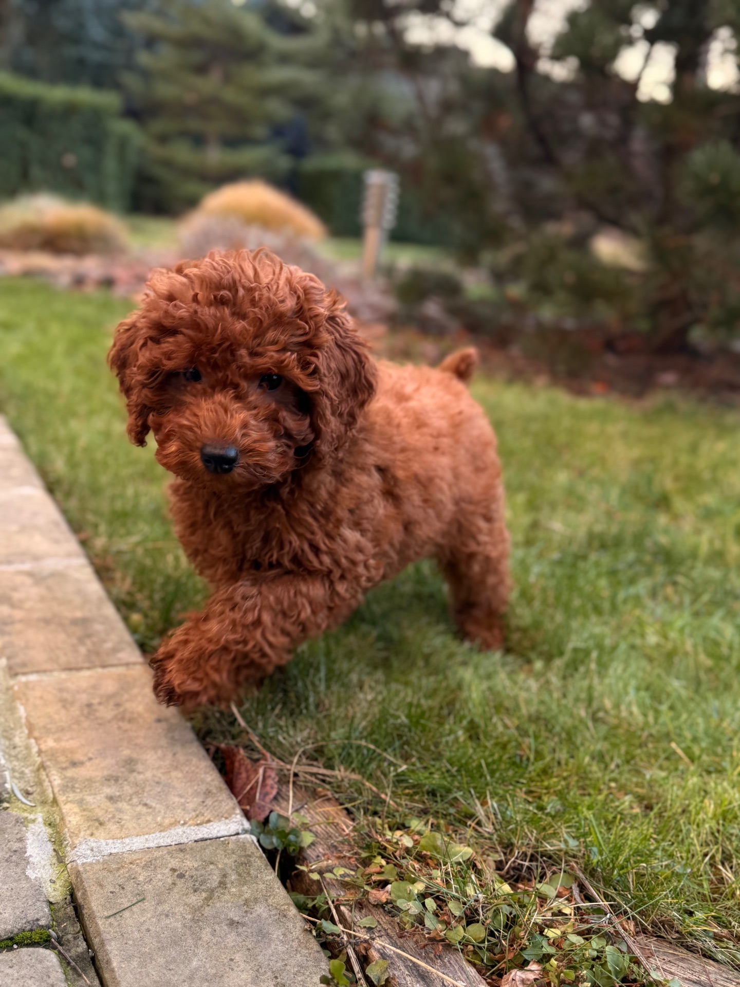 Хлопчик той пудель ред Браун