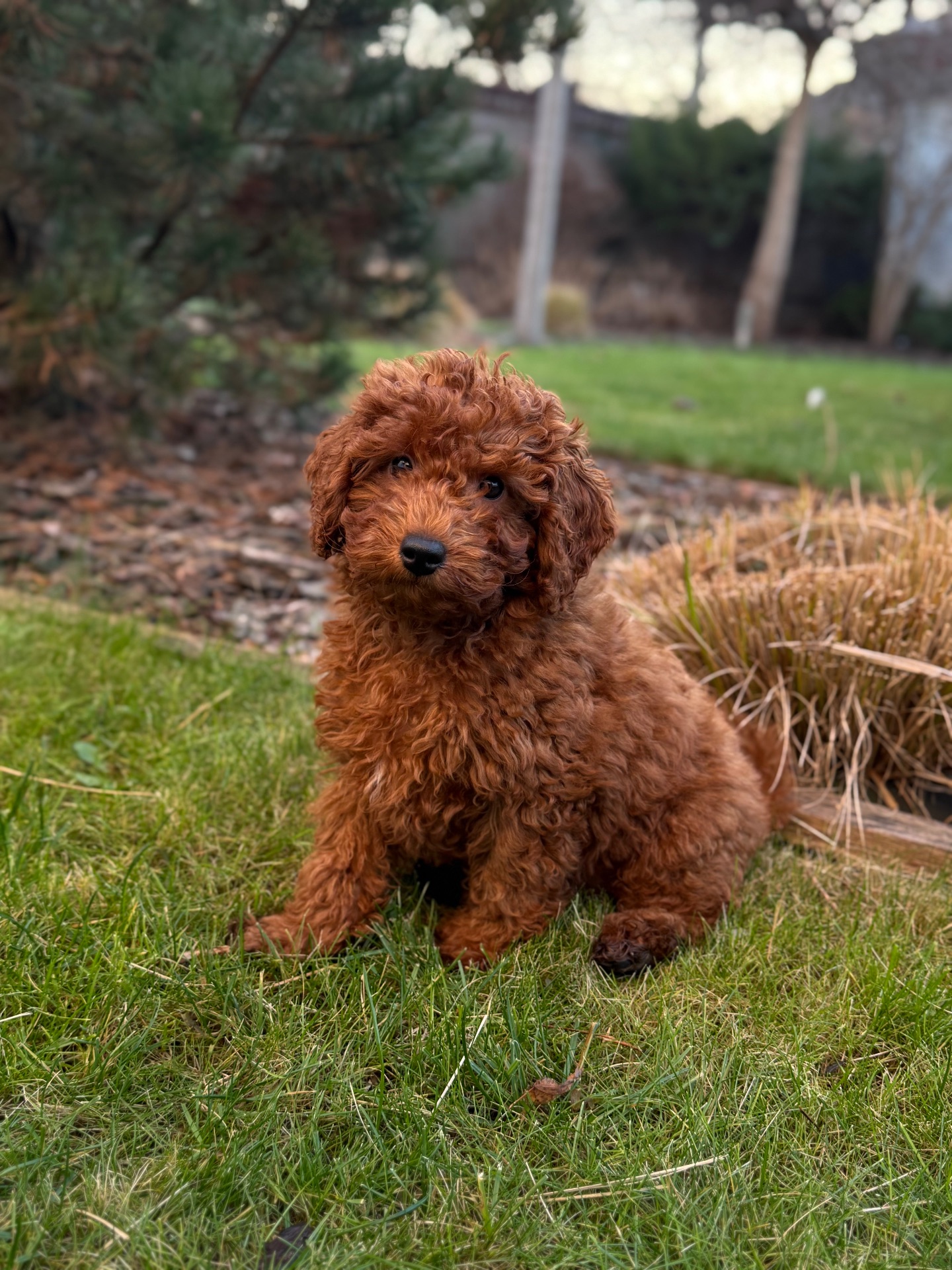 Хлопчик той пудель ред Браун